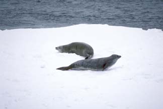Crabeater Seals in the Weddell Sea