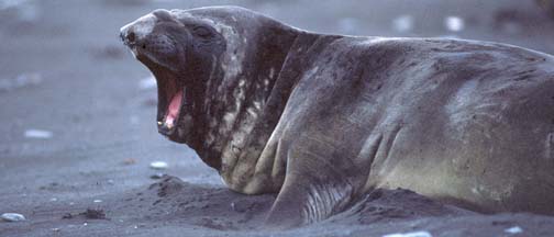Southern Elephant Seal on Livingstone Island 