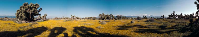 Lockett Photography wildflower panoramas