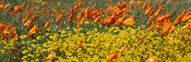 Antelope Valley Wildflowers