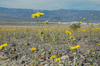 Death Valley Wildflower Trip, April 1 - 3, 2005