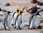 Penguins: 2009 Calendar