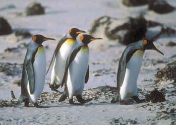King Penguins walking on Volunteer Beach