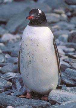 Gentoo Penguin at Cape Lookout 