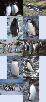 Lockett Photography card catalog: Penguin Portraiture