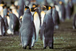 King Penguin at Volunteer Point 