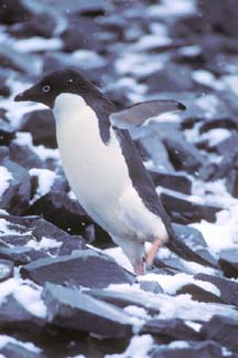 Adelie Penguin on Paulet Island 
