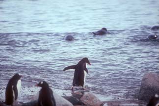 Gentoo Penguins at Andvord Bay