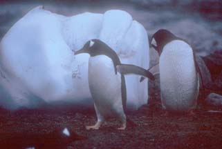 Gentoo Penguins at Andvord Bay