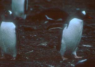 Gentoo Penguins at Hannah Point 
